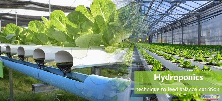Hydroponics or aqua culture is greatly accompanied to identify the deficiency symptoms of any essential nutrient
