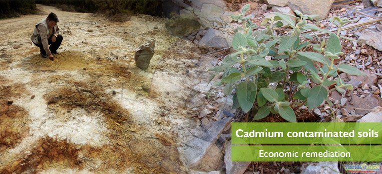 cadmium (Cd) is more important due to its highly mobile nature in soils and extremely toxic