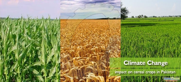 Climate Change impact on cereal crops in Pakistan