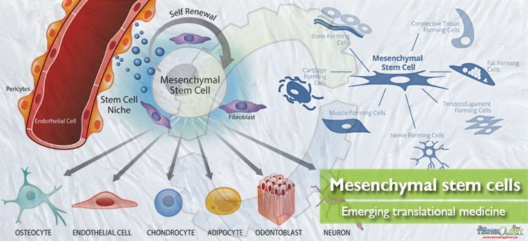 Mesenchymal stem cells Emerging translational medicine