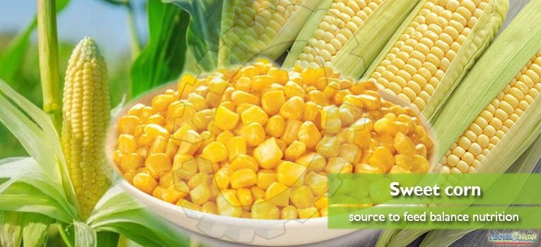 Sweet corn – source to feed balance nutrition