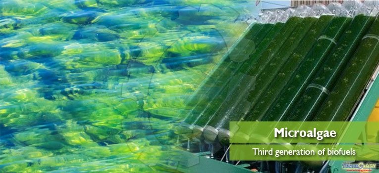 Third generation of biofuels from microalgae