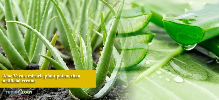 Aloe Vera a miracle plant potent than artificial creams