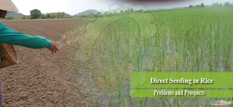 Direct Seeding in Rice