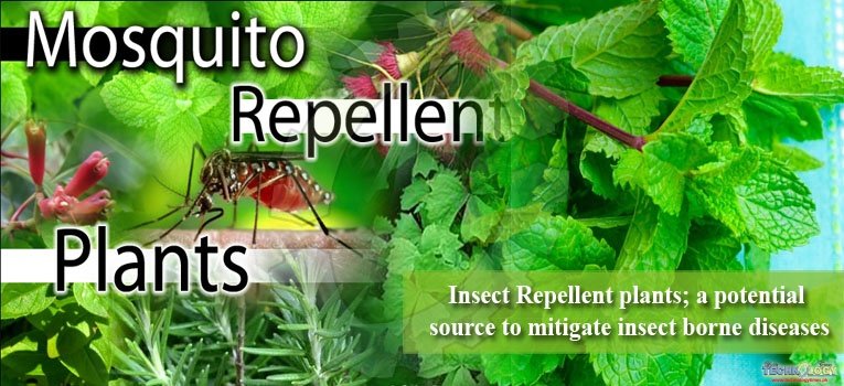 Insect Repellent plants; a potential source to mitigate insect borne diseases