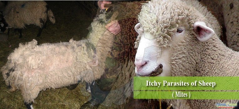 Itchy Parasites of Sheep (Mites)