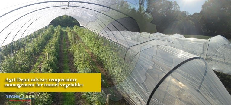 Agri Deptt advises temperature management for tunnel vegetables