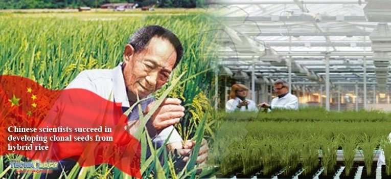 Chinese scientists succeed in developing clonal seeds from hybrid rice