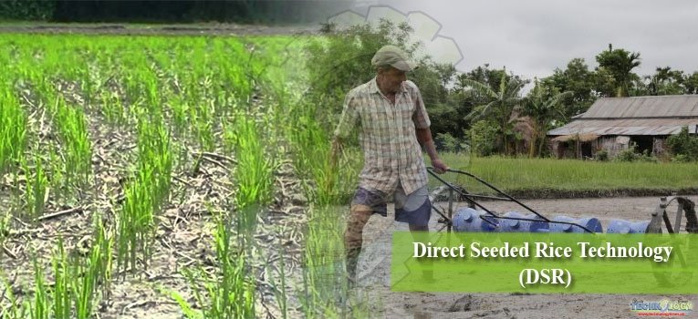 Direct Seeded Rice Technology (DSR)