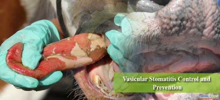 Vasicular Stomatitis Control and Prevention
