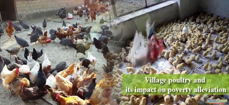 Village poultry and its impact on poverty alleviation