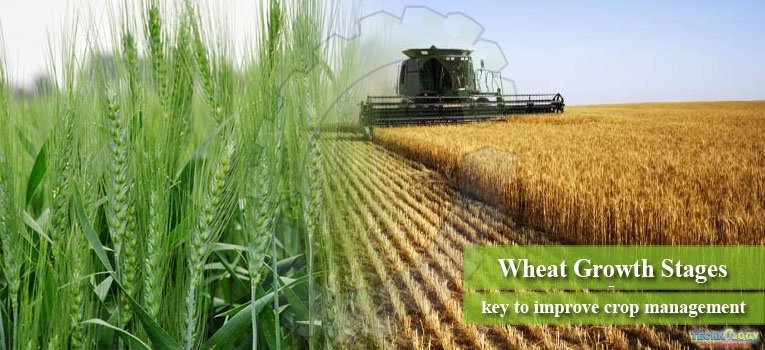 Wheat Growth Stages - key to improve crop management
