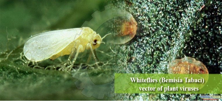 Whiteflies (Bemisia tabaci) : vector of deadly plant viruses