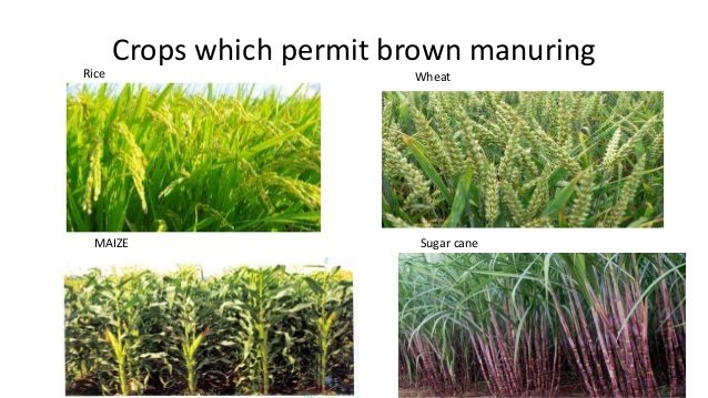 Brown manuring can be practiced in these crops