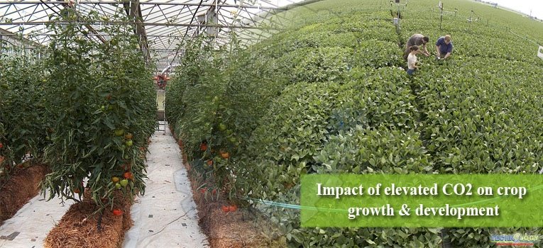 Impact of elevated CO2 on crop growth & development