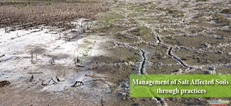 Management of Salt Affected Soils through practices