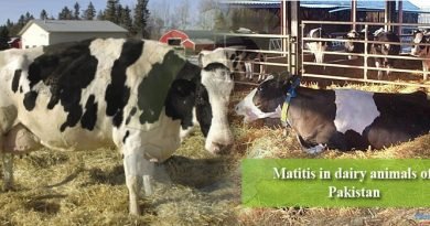 Matitis in dairy animals of Pakistan