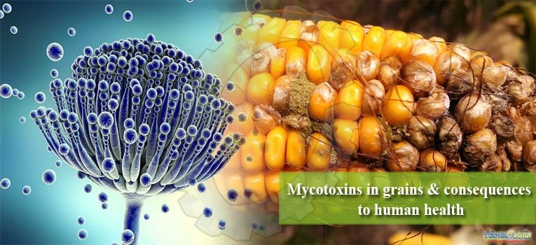 Mycotoxins in grains & consequences to human health