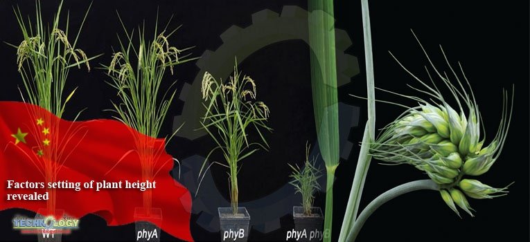Factors setting of plant height revealed