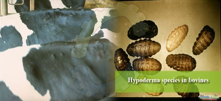 Hypoderma species in bovines