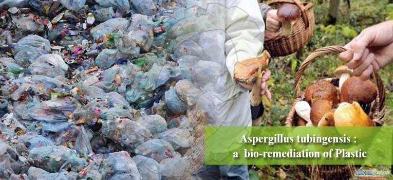Aspergillus tubingensis: a  bio-remediation of Plastic
