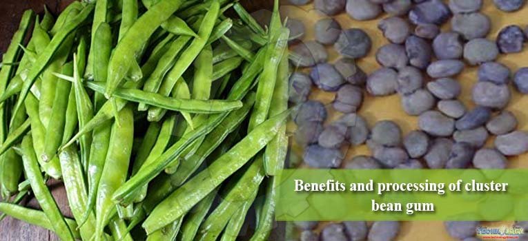 Benefits and processing of cluster bean gum