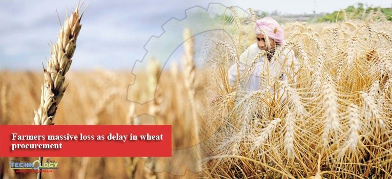 Farmers massive loss as delay in wheat procurement