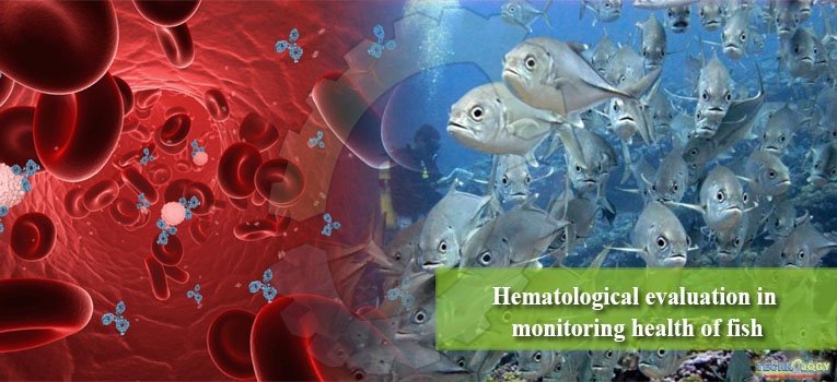 Hematological evaluation in monitoring health of fish