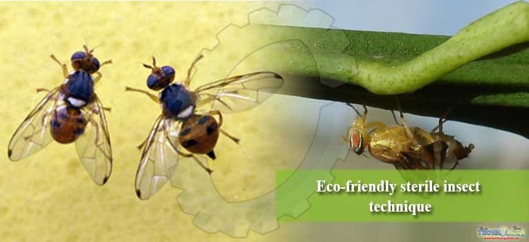 Eco-friendly sterile insect technique