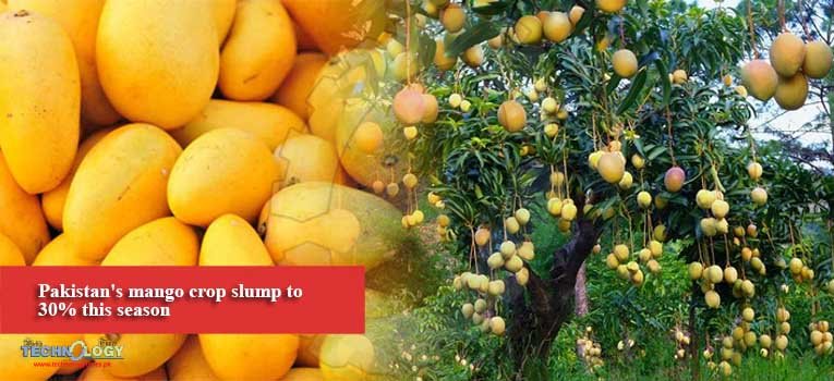 Pakistan's mango crop slump to 30% this season