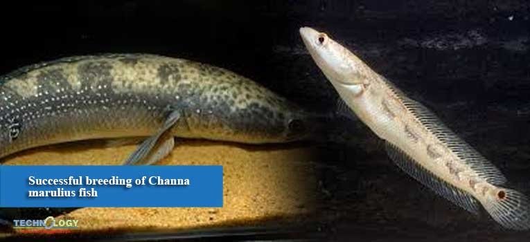 Successful breeding of Channa marulius fish