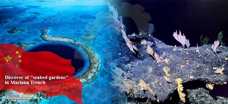 Discover of "seabed gardens" in Mariana Trench