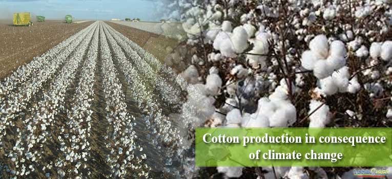 Cotton production in consequence of climate change