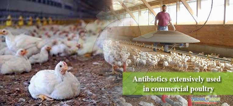 Antibiotics extensively used  in commercial poultry