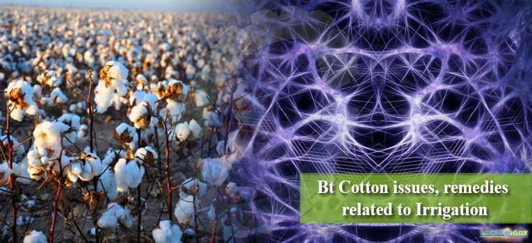 Bt Cotton issues, remedies related to Irrigation