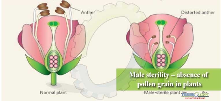 Male sterility - absence of pollen grain in plants