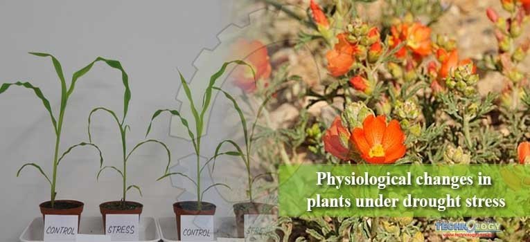 Physiological changes in plants under drought stress