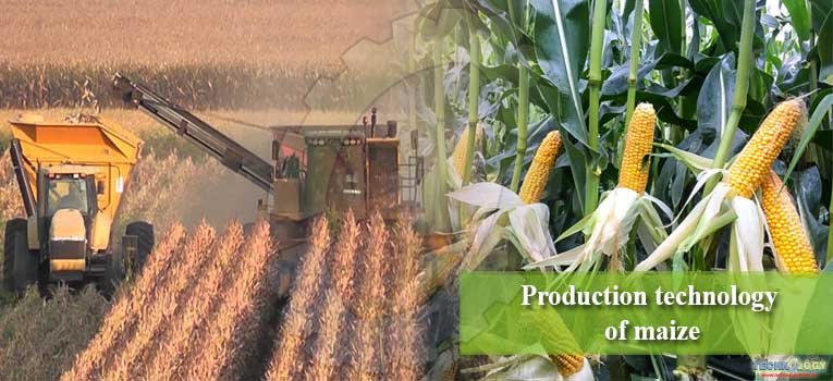 Production technology of maize