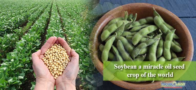 Soybean a miracle oil seed crop of the world