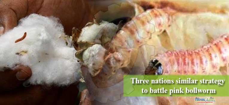 Three nations similar strategy to battle pink bollworm