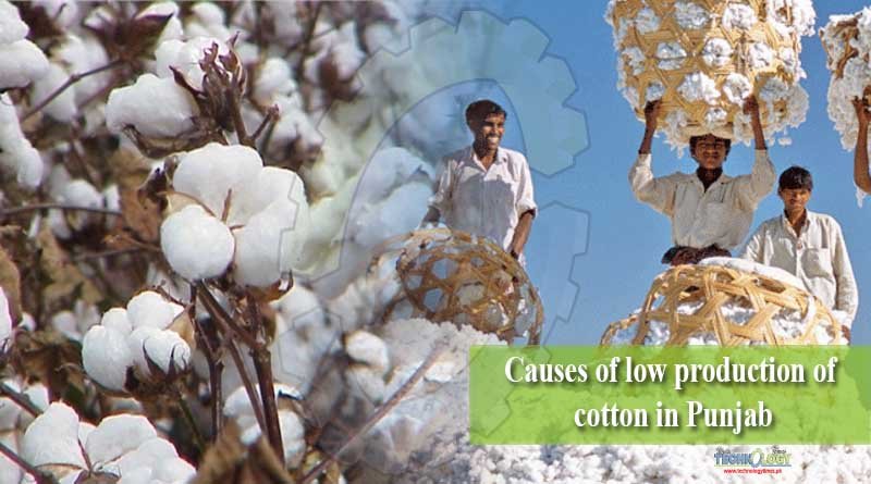 Causes of low production of cotton in Punjab