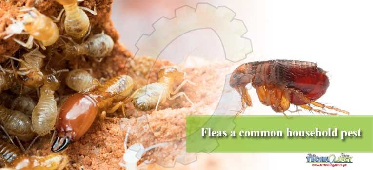 Fleas a common household pest