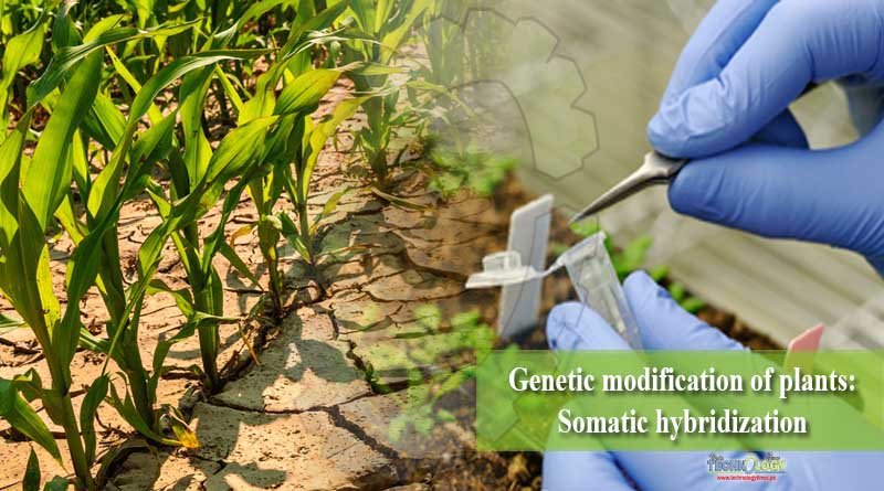 Genetic modification of plants Somatic hybridization
