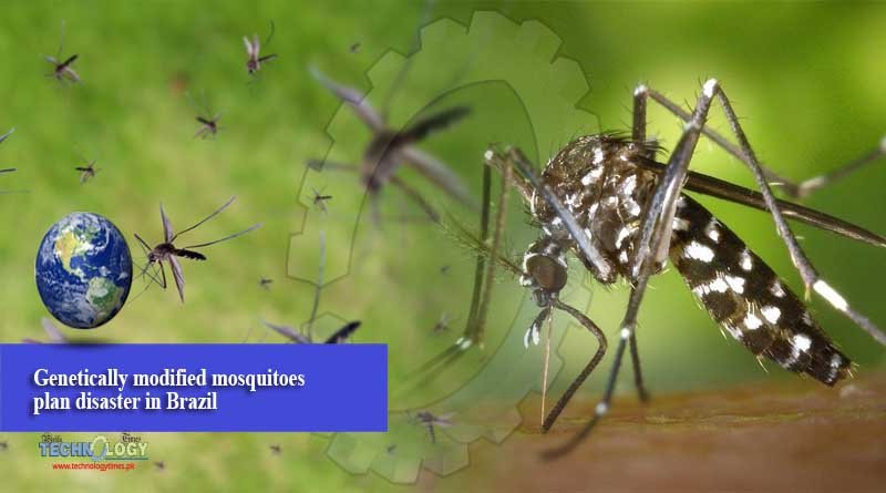 Genetically modified mosquitoes plan disaster in Brazil