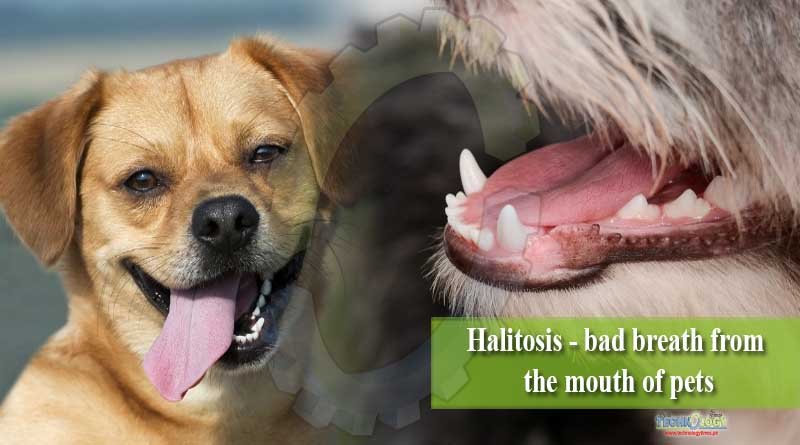 Halitosis - bad breath from the mouth of pets