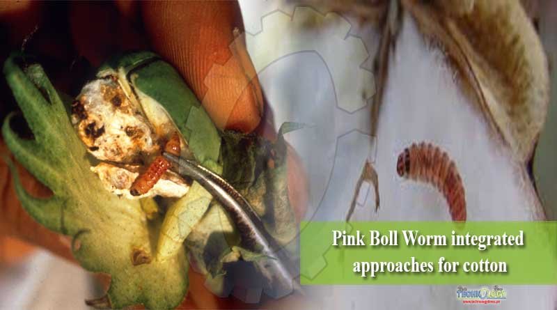 Pink Boll Worm integrated approaches for cotton