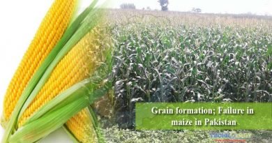 Grain formation; Failure in maize in Pakistan
