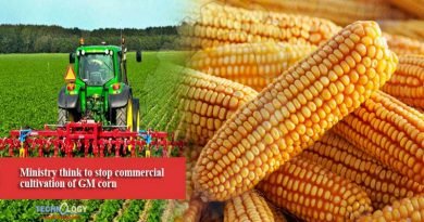 Ministry think to stop commercial cultivation of GM corn