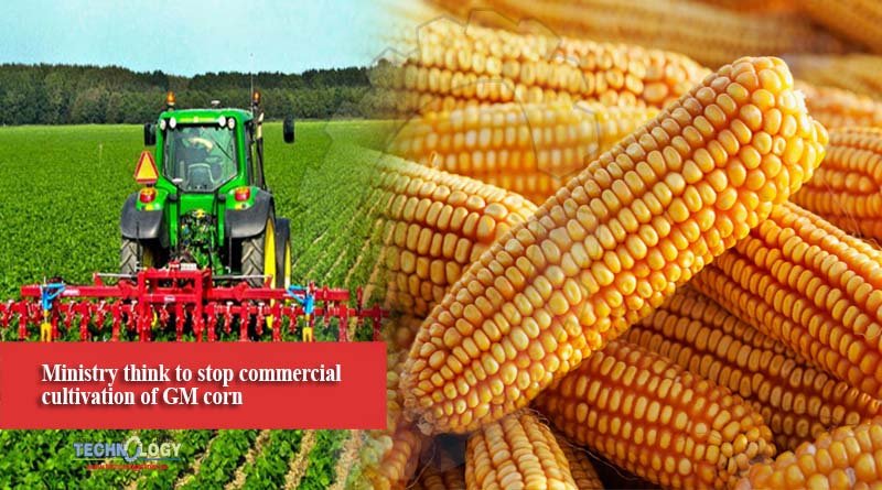 Ministry think to stop commercial cultivation of GM corn