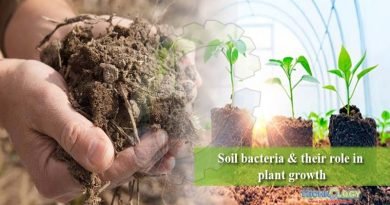 Soil bacteria & their role in plant growth